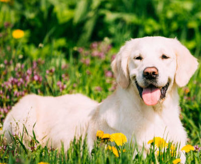 pet sitting new york